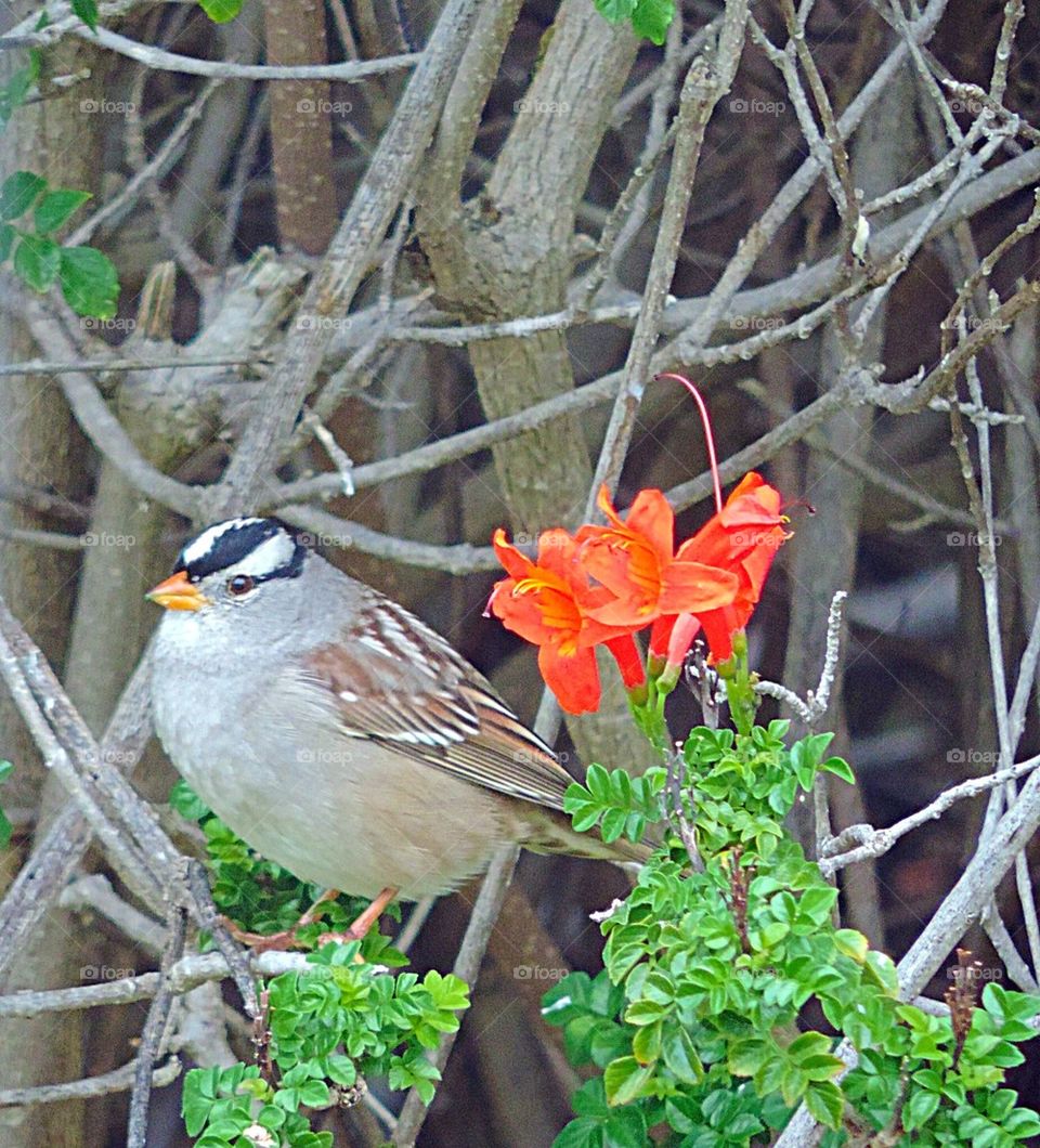 Bird- white- Crowned Sparrow