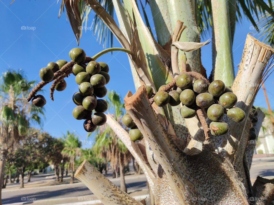 Palm tree seeds