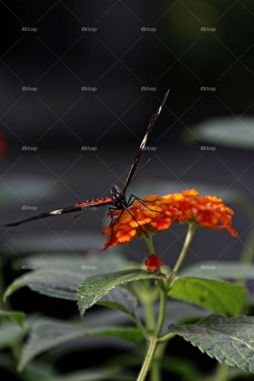 Orange monarch butterfly facing camera atop orange tropical flower black background wingspan