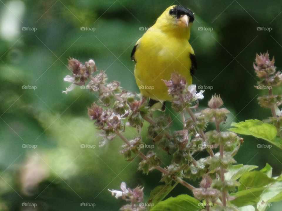 Gold Finch on Basil    What are you looking at   Beautiful Bird