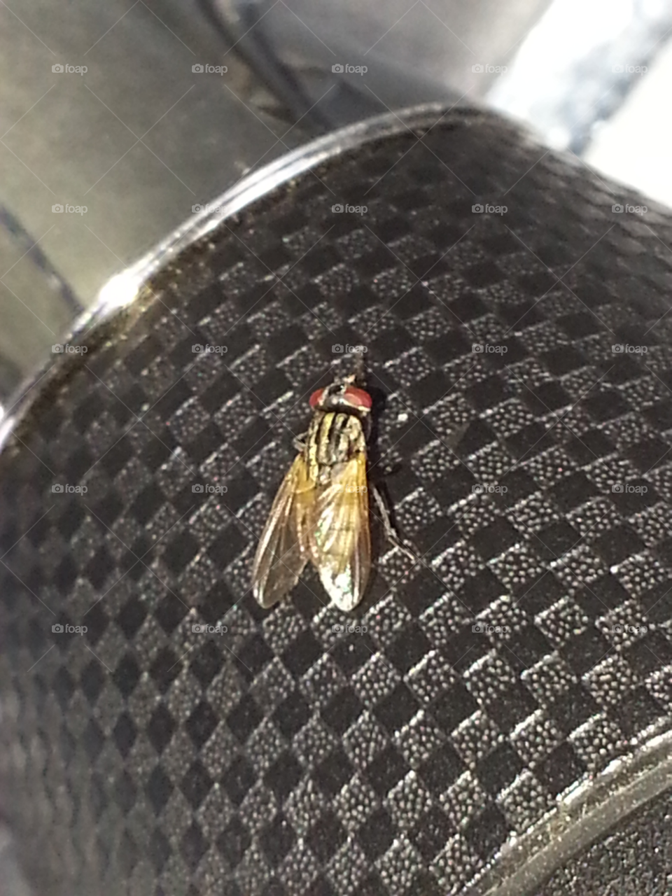 fly. a fly sitting on my shifter in my car