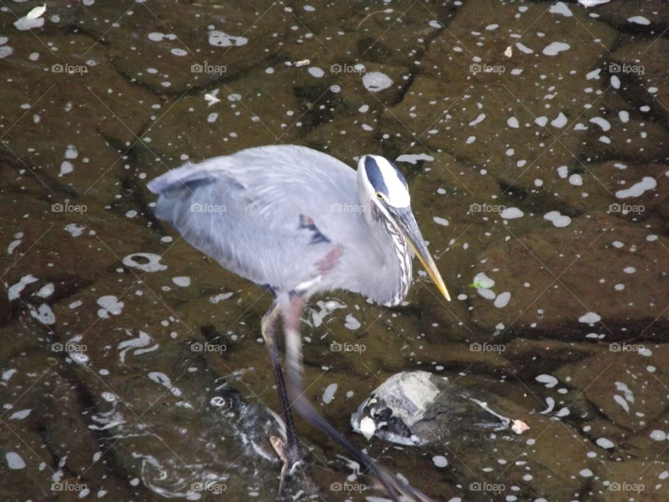 Blue heron