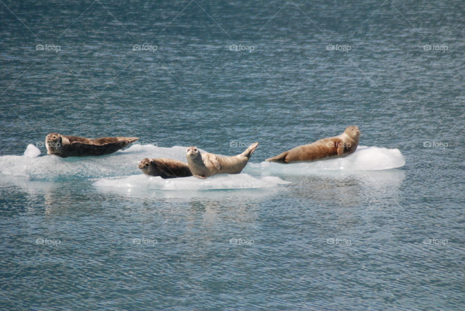 Harbor seals resting on ice chunks near Meares Glacier