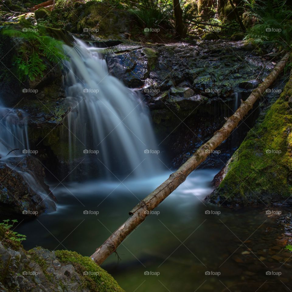 Magical forests 