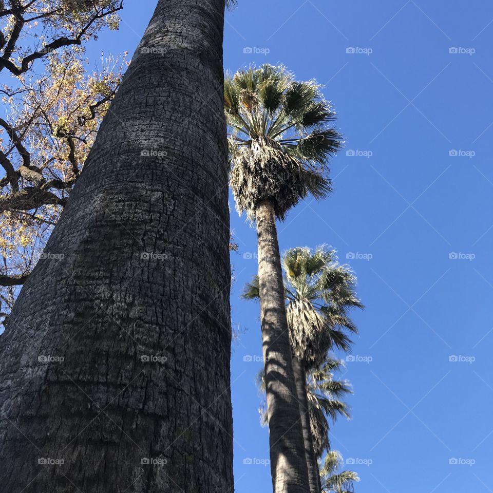 Palm trees and bright blue sky