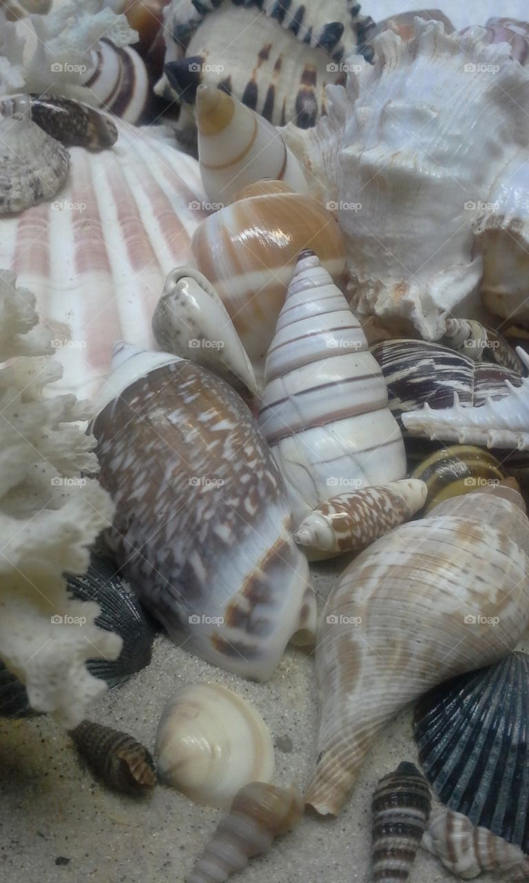 seashells with coral and sand