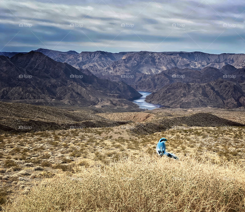 Blue bird in Arizona desert landscape