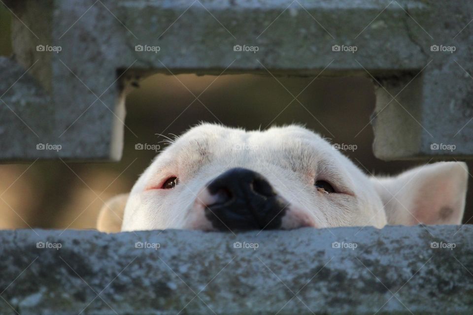 Bull terrier looking through a hole
