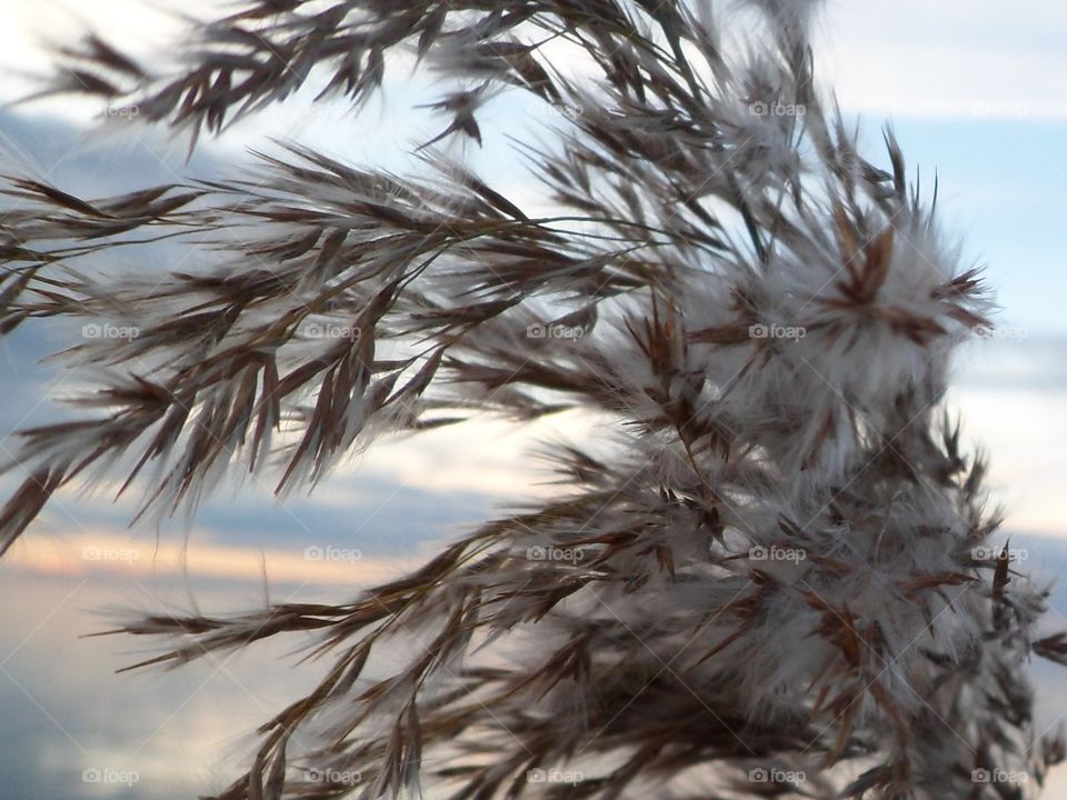 Reed in Camargue in Arles in France