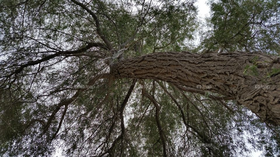 Tree in desert , Abu Dhabi