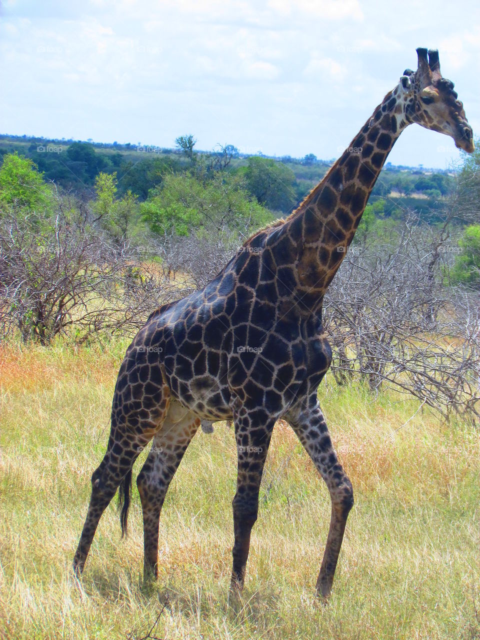 giraffe