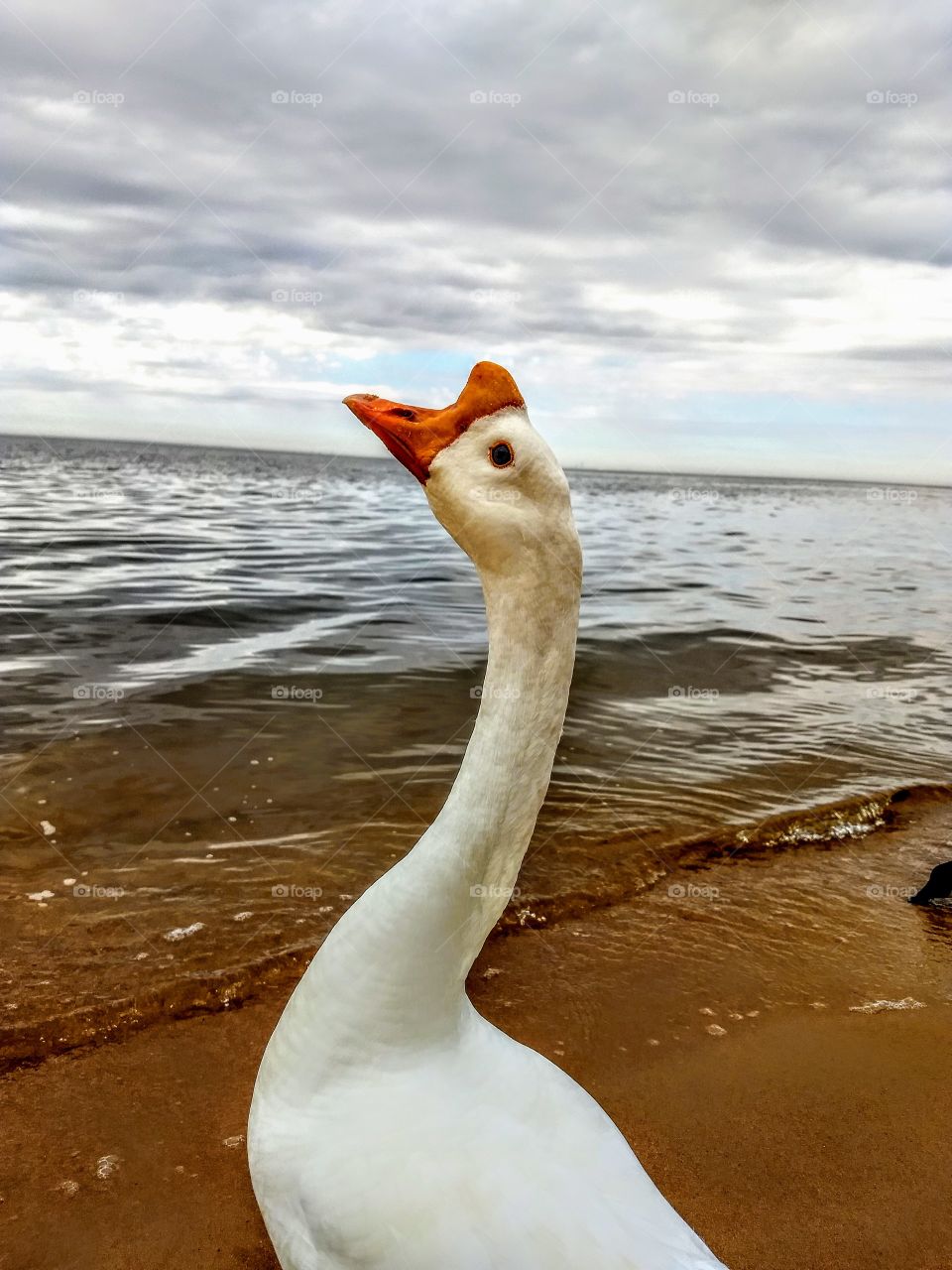 goose, water, beach, sand