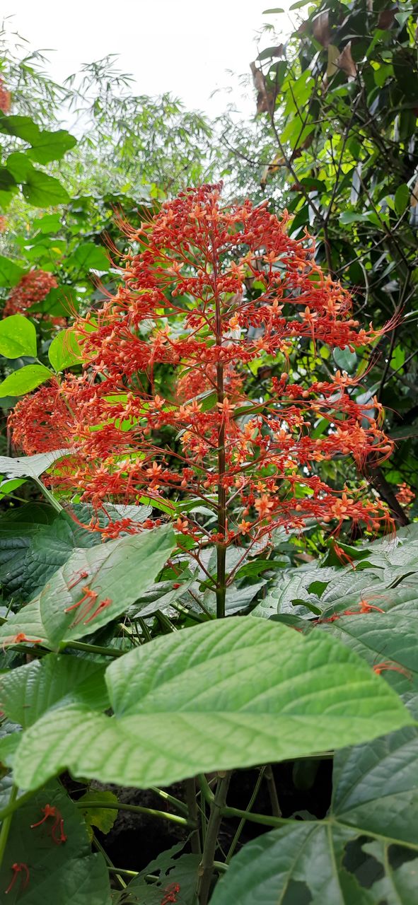 beautiful Natural flowers # Original Content