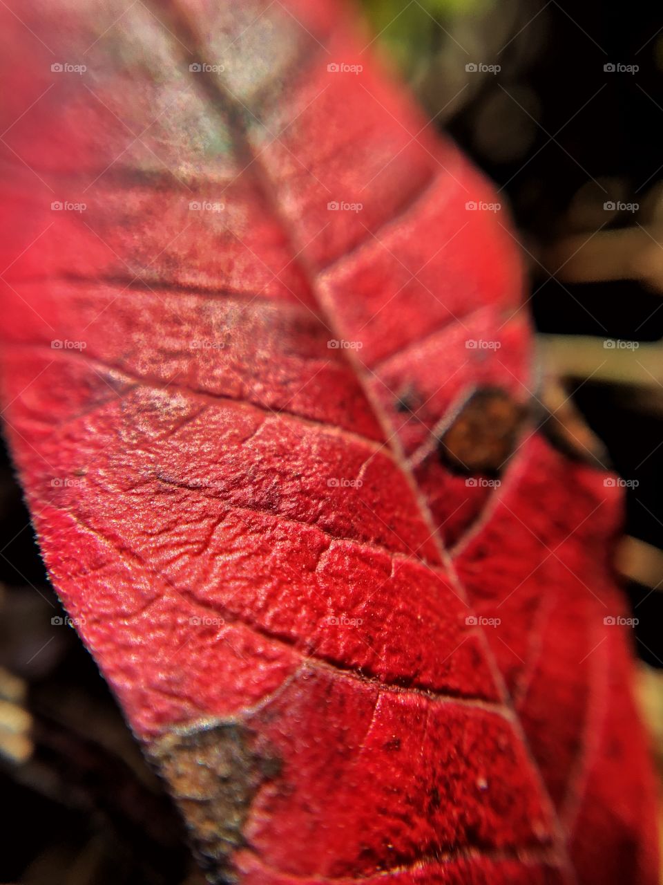 Bright red leaves on the ground are hard to miss!  