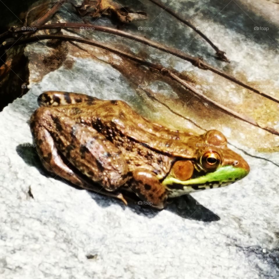 frog. nature at a picnic