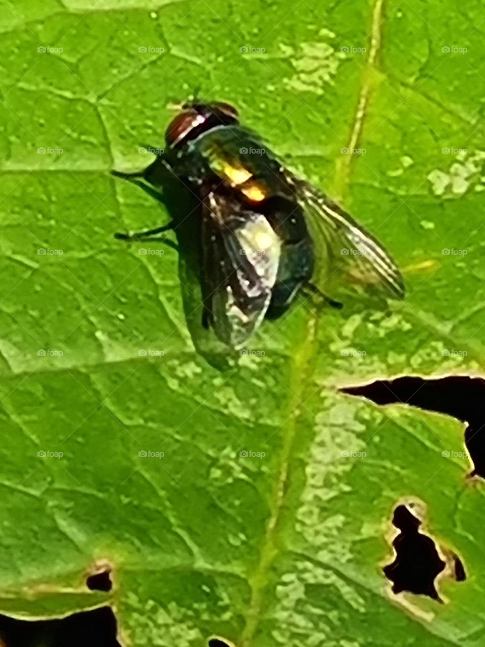 thick nasty fly on leaf