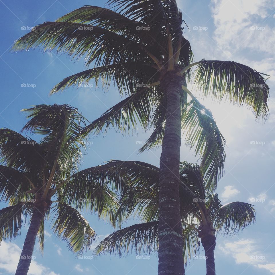 Palm, Tropical, No Person, Exotic, Coconut