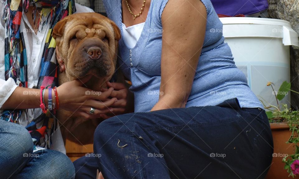 Blind sharpei