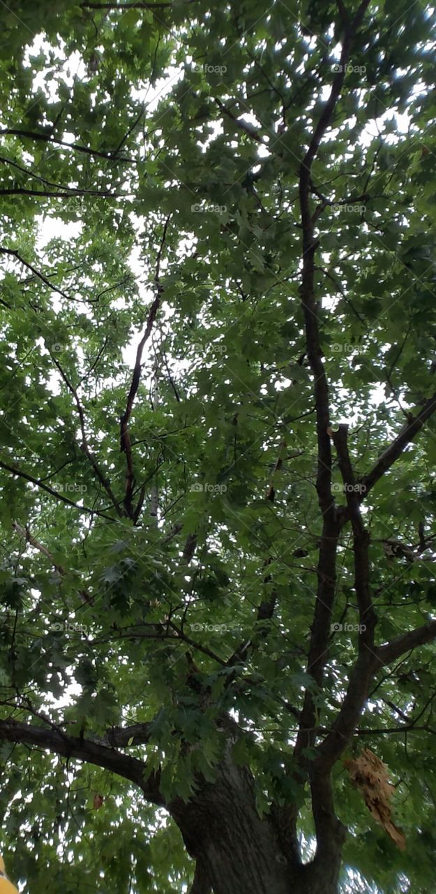 looking up into the tree