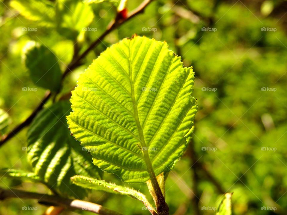 translucent leaves