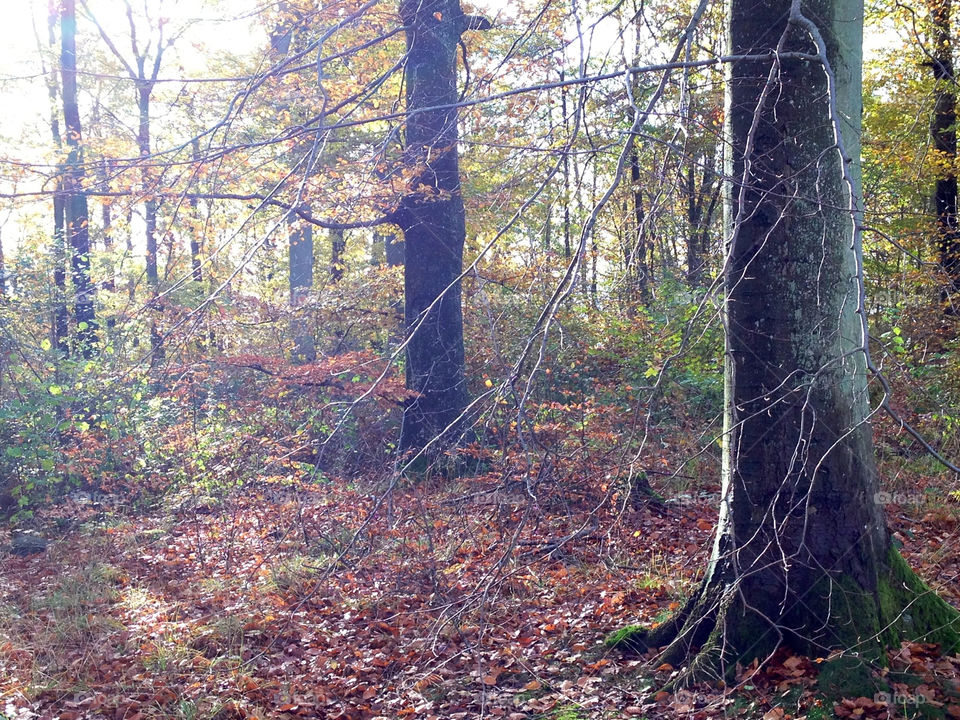 wood trees autumn träd by cabday