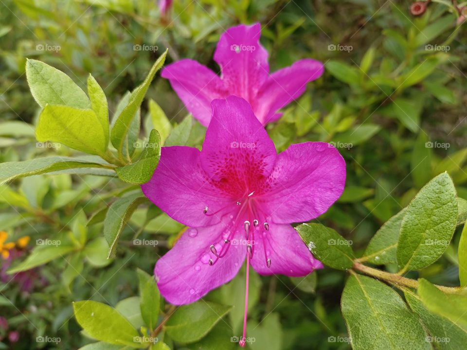 Rhododendron indicum
