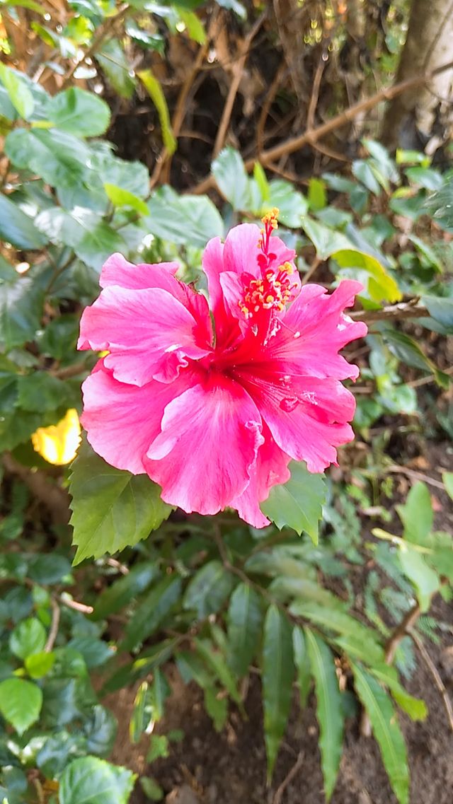 flower