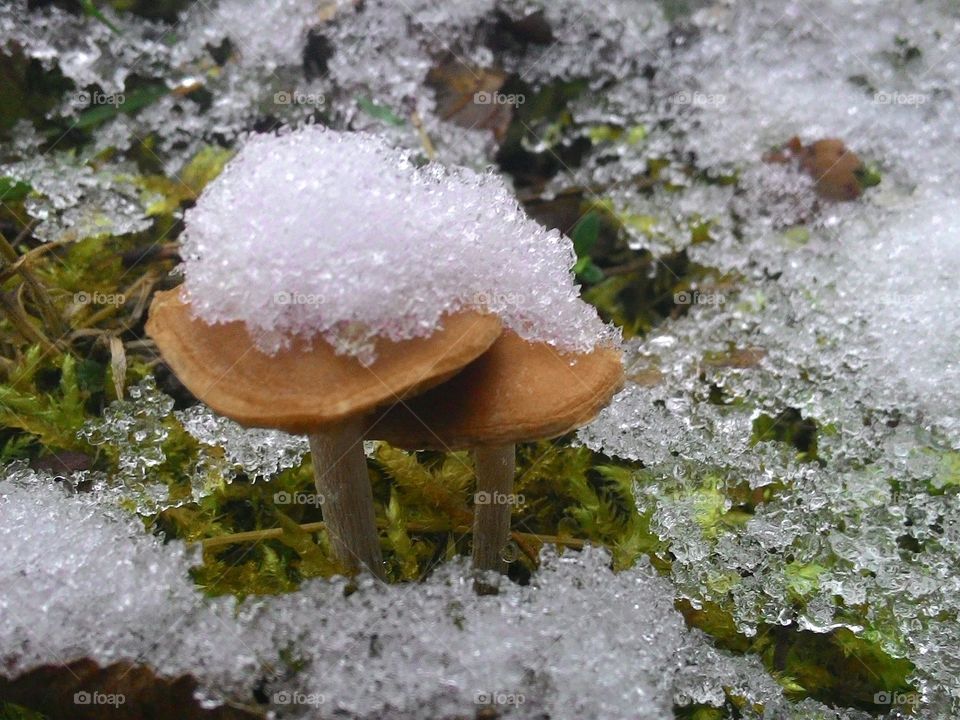 The first snow