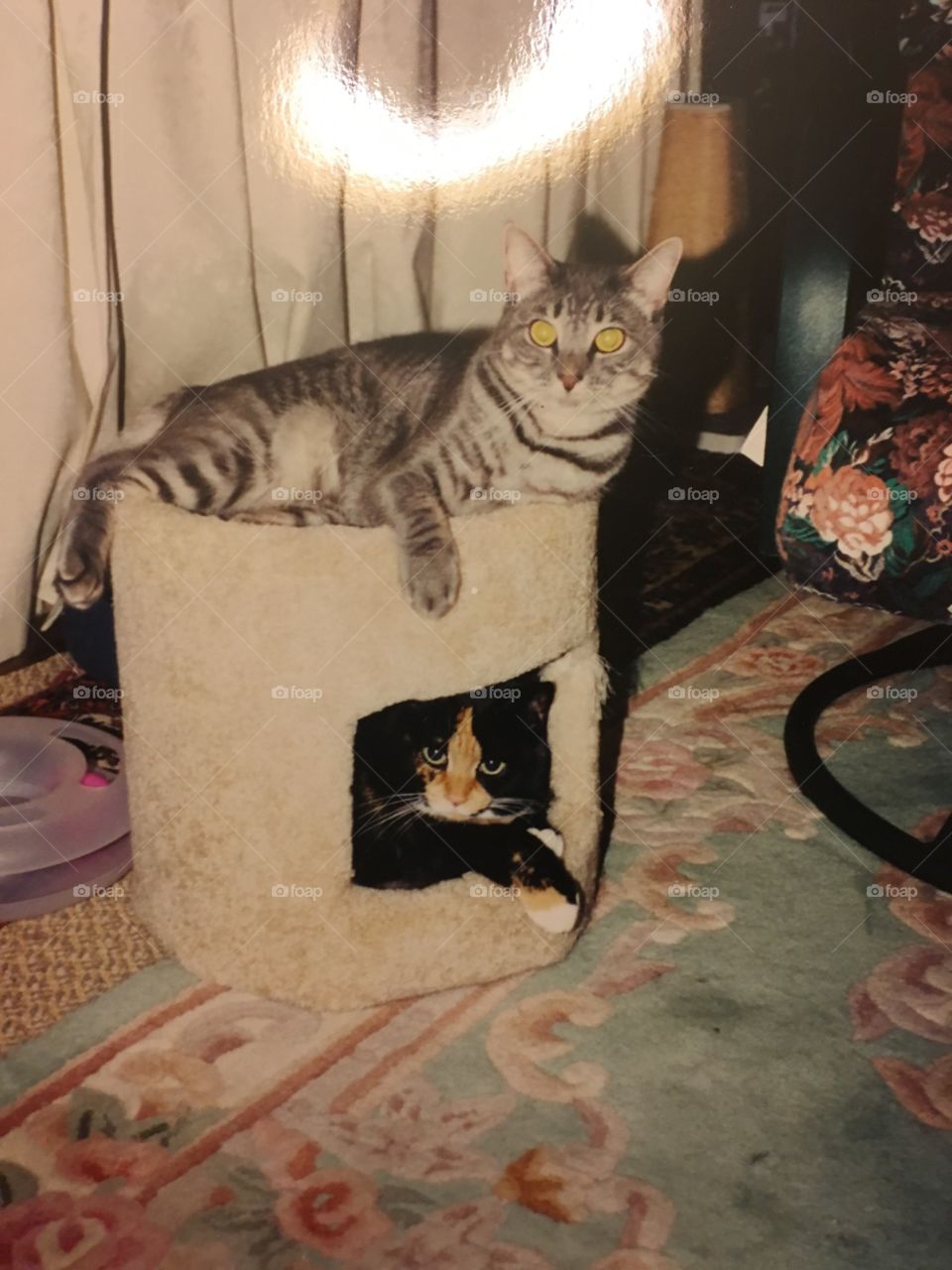 This is a natural untouched photo that I finally developed quite a while after both of my fur babies crossed the rainbow bridge. I was stunned when I picked up the photos and found what i see as a halo over both of my angels. Maxwell, on the top and Lana on the bottom were 18 and 19yrs old when they passed.