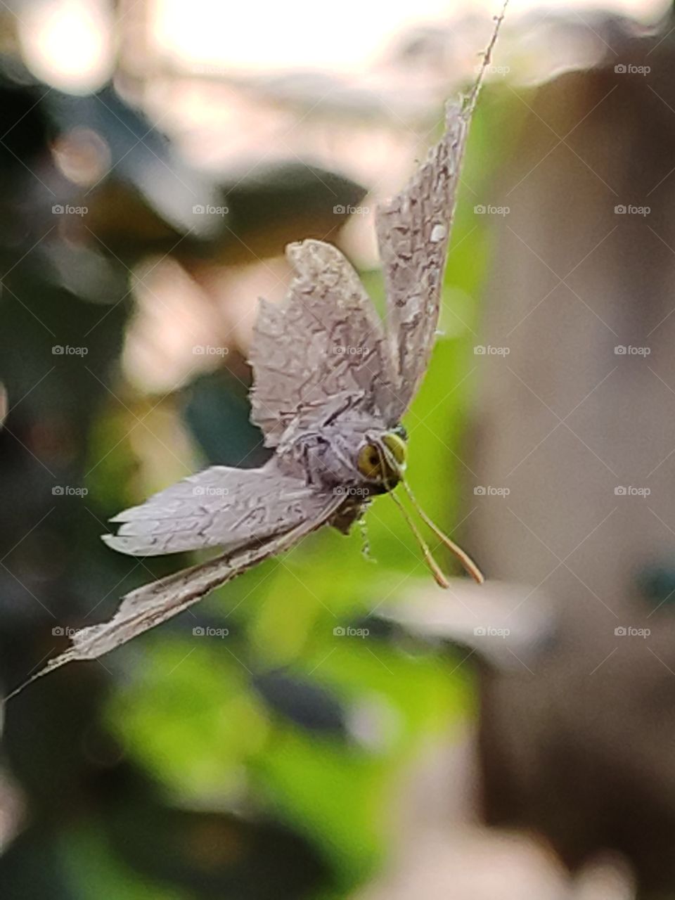 Stunning closeup shot of dead hanging butterfly