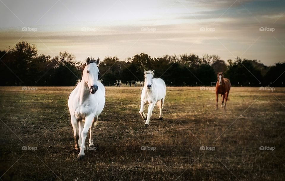 Three horses running in a field in winter