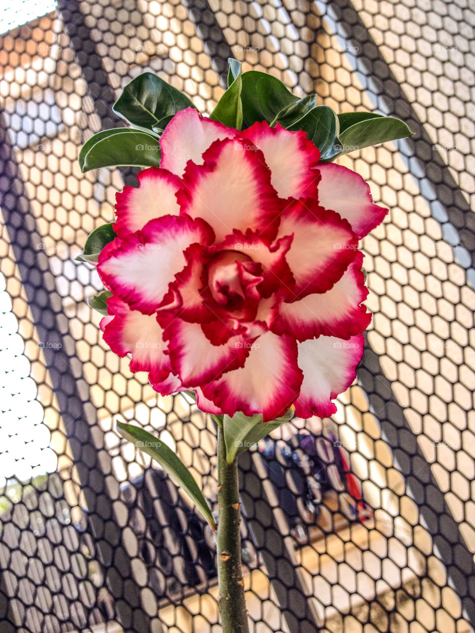 A beautiful desert rose 