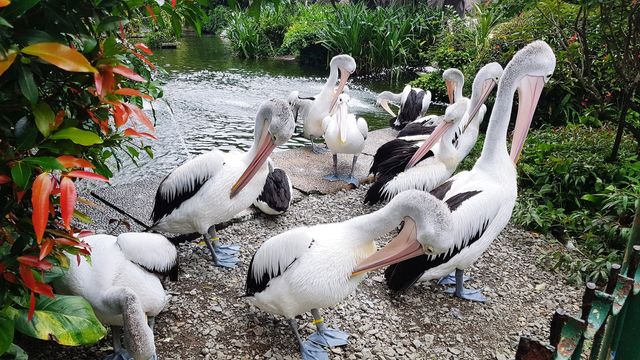 white bird
white bird