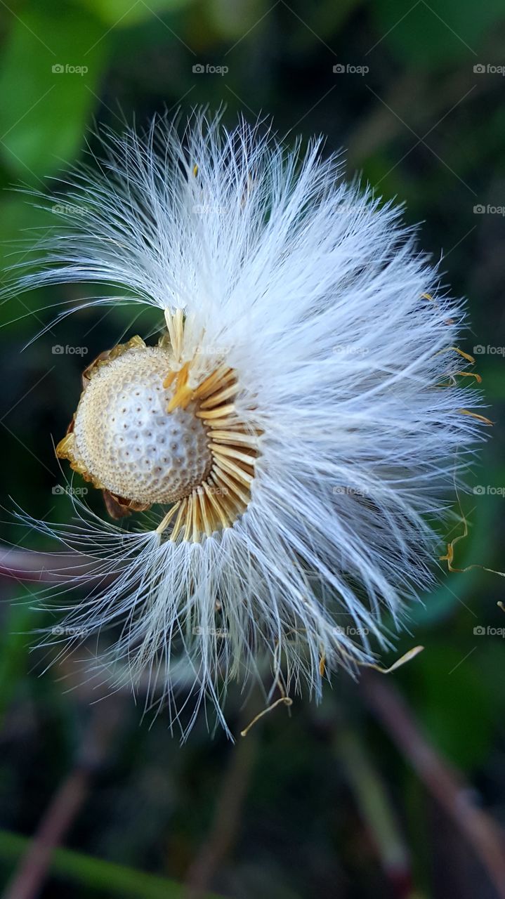 Plume of ripe coltsfoot seeds.