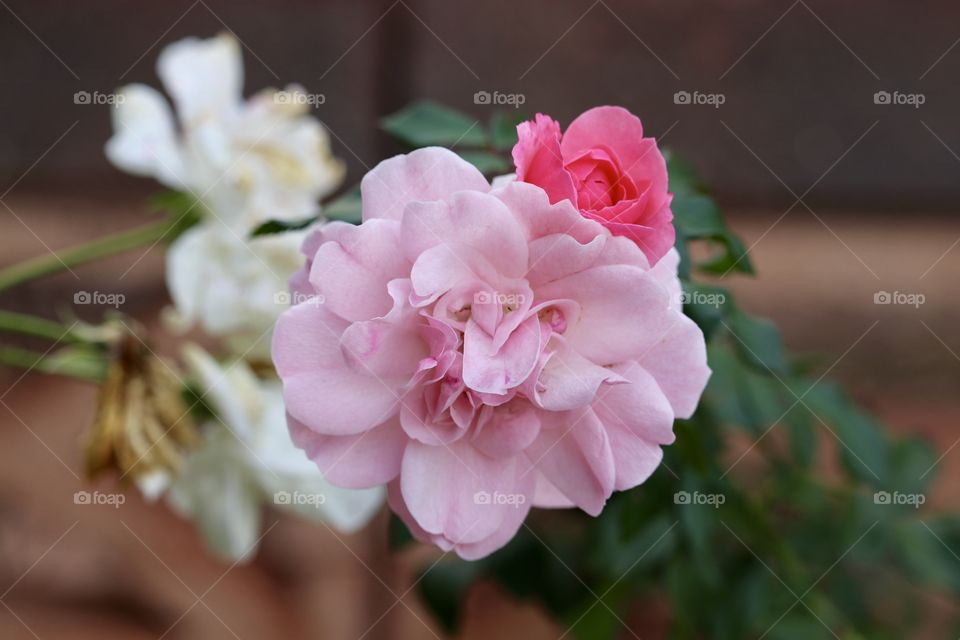 Double two variety grafted rose blooms