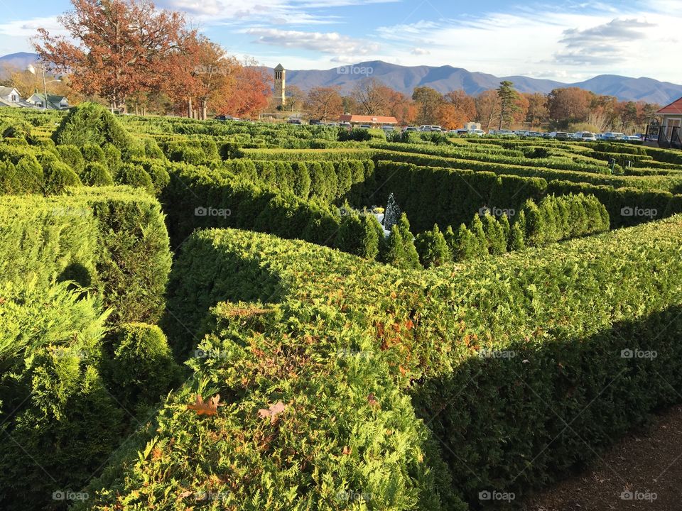 Garden maze overlook 