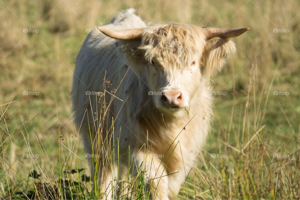 A Scottish Highland Cow