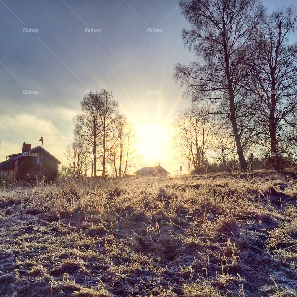 Scenic view of bare tree in winter