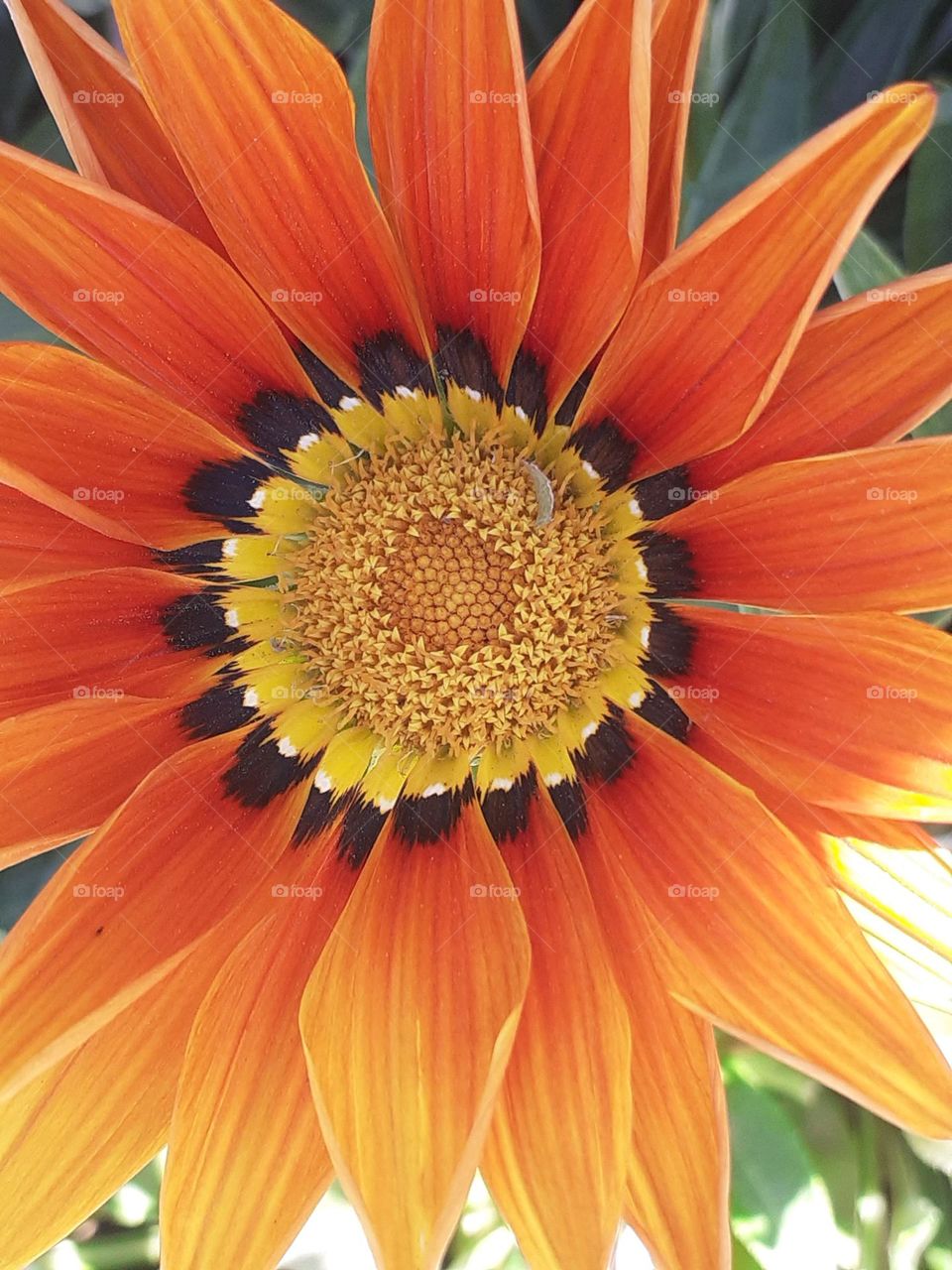 la flor naranja al mundo