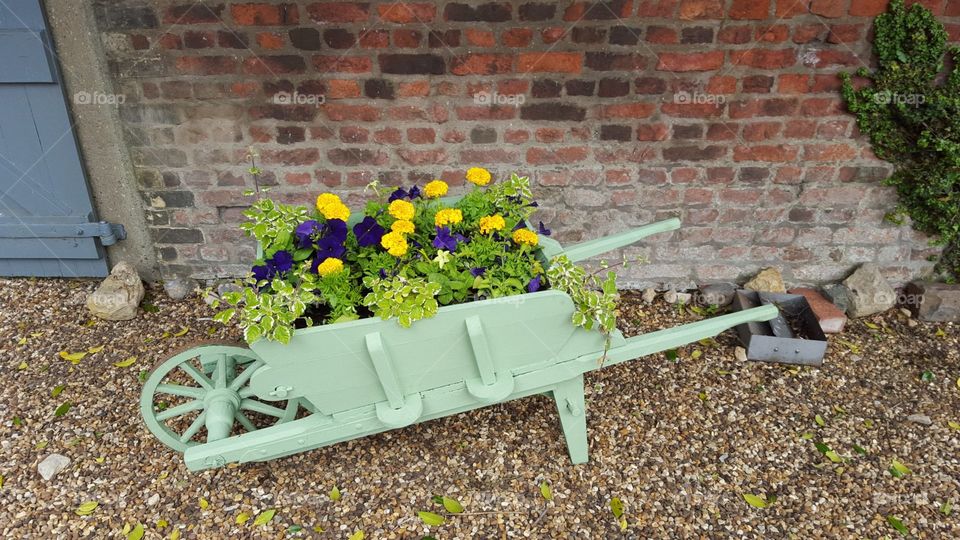 Planted wheelbarrow at Peckover House Wisbech England.