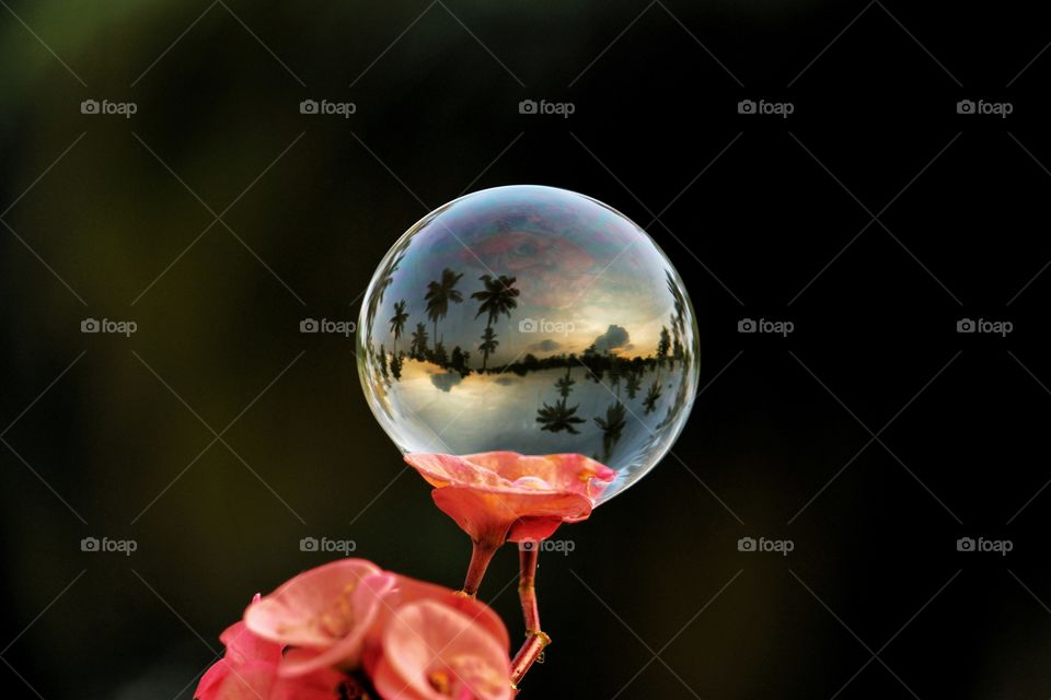 nature in bubble