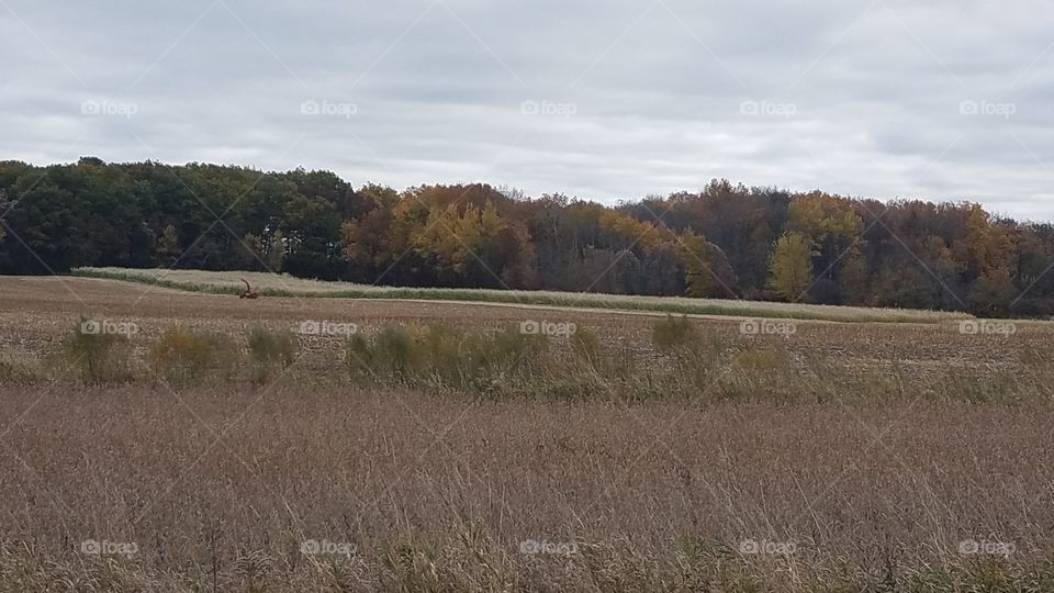 Fall Fields