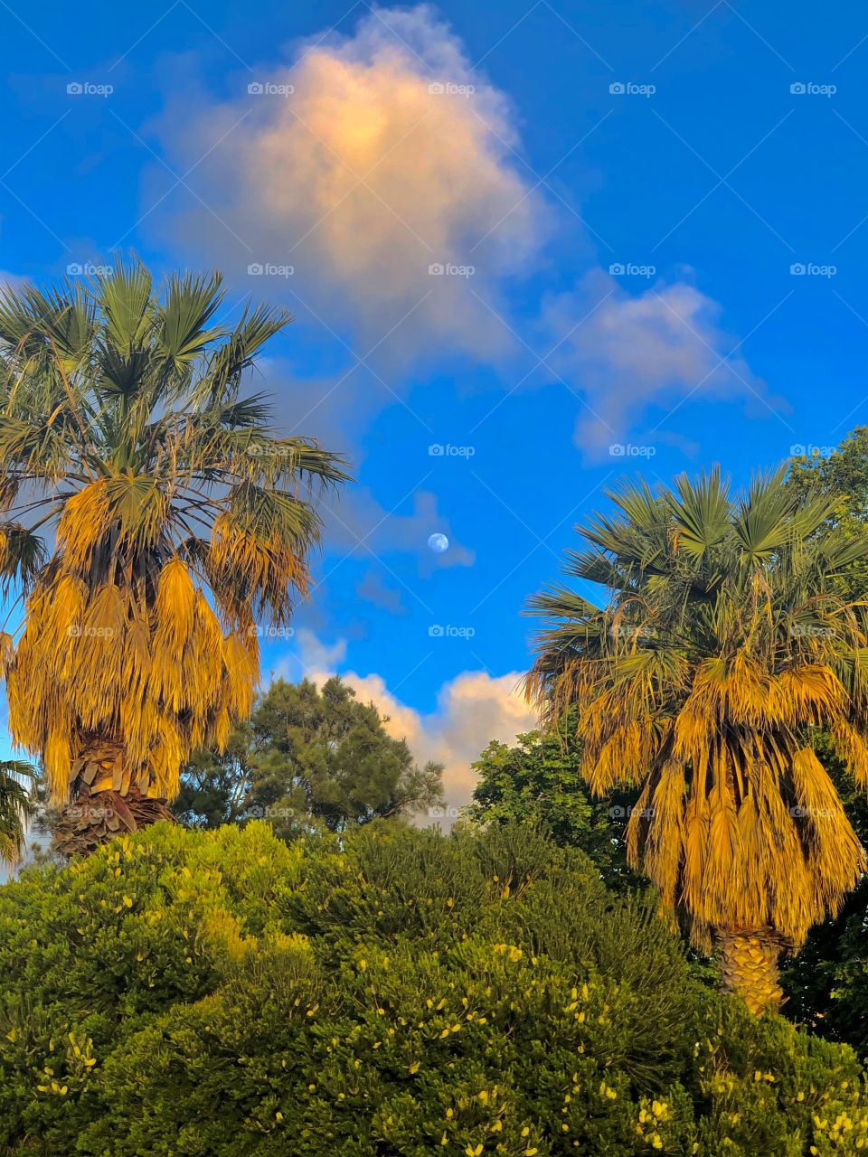 Coconut trees and moonlight