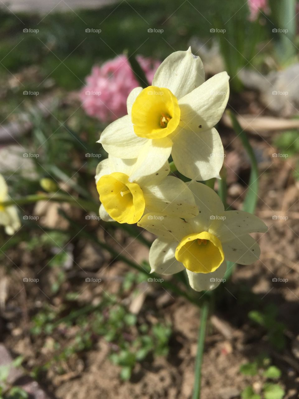 mini daffodils 