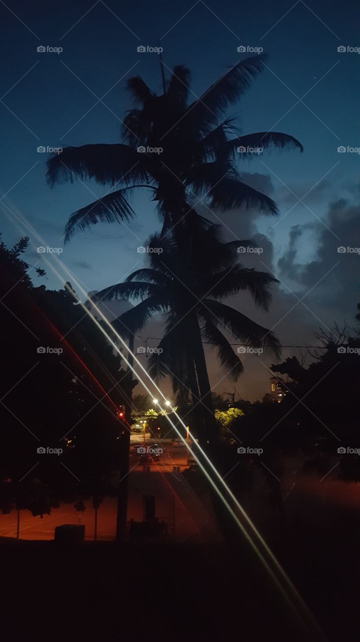 florida palm trees and lights