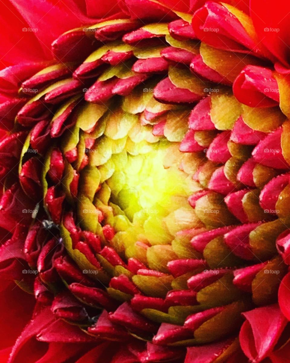 Flower Dahlias 