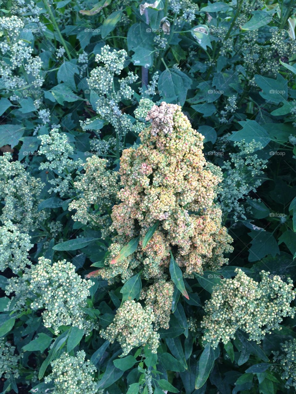 Quinoa growing crop. Crop of quinoa seed growing plant on farm field