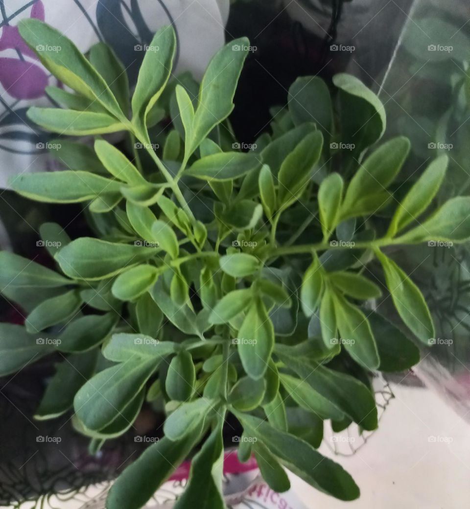 A Arruda é muito utilizada na fitoterapia por suas propriedades anti-inflamatórias e antiespasmódicas, é útil no tratamento de sarna humana, assadura, frieiras e piolhos. Durante a Grécia Antiga, a Arruda era famosa pelas propriedades místicas