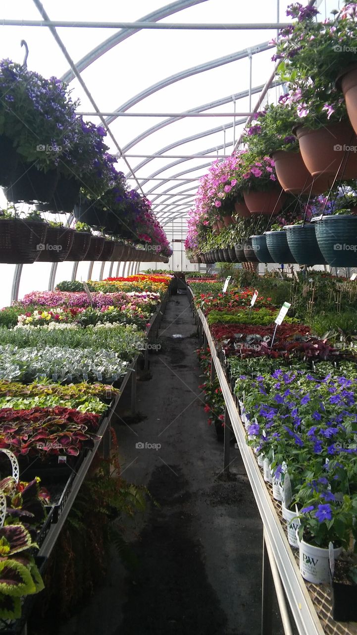 greenhouse flowers country spring
