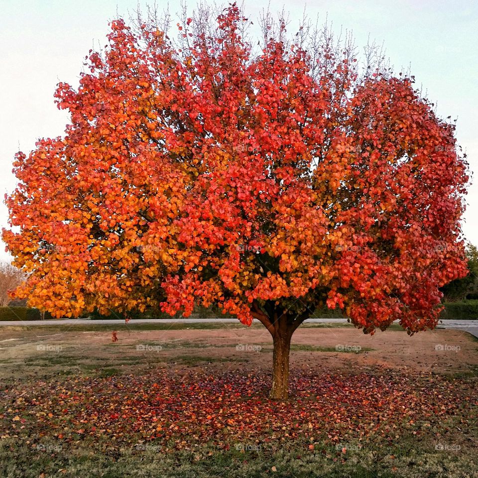 Pear Tree in Fall